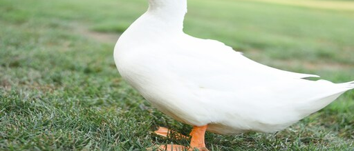 white duck in green grass