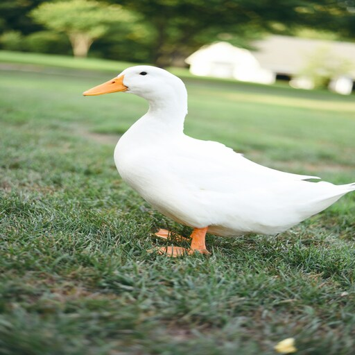 duck
